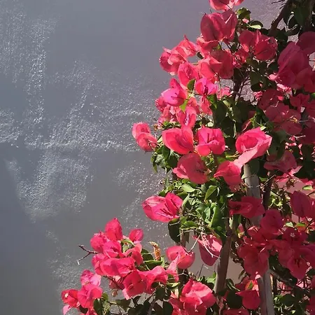 Yakinthos 4* بانورموس ميكونو