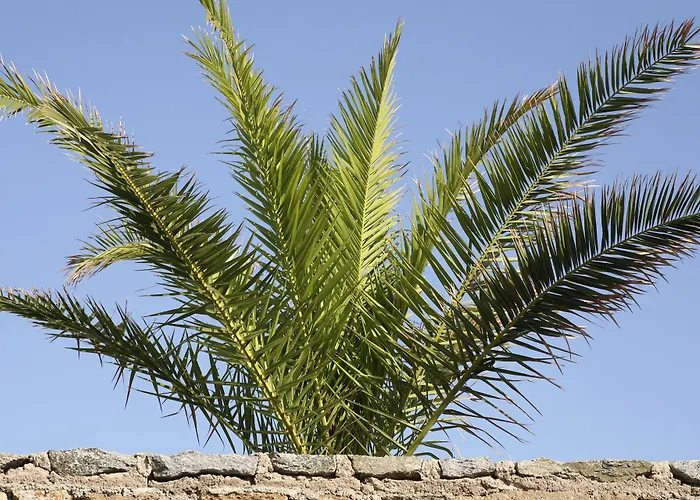 Yakinthos بانورموس ميكونو